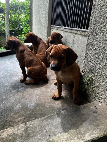 Olx rhodesian hot sale ridgeback