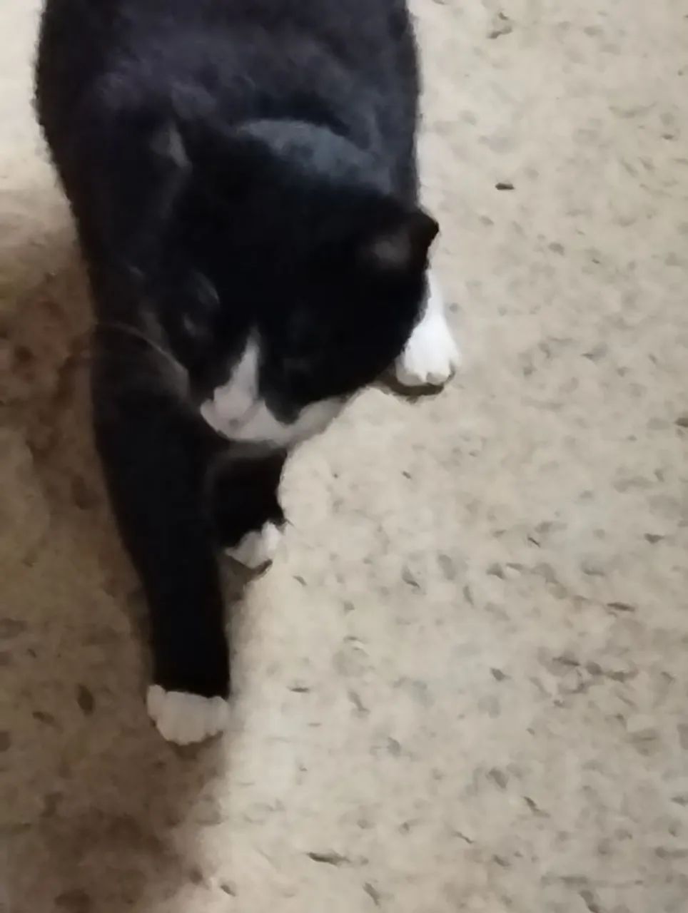 Gata castrada criada em casa - Foto 2