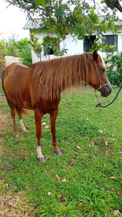 Linda égua castanha  - Foto 2