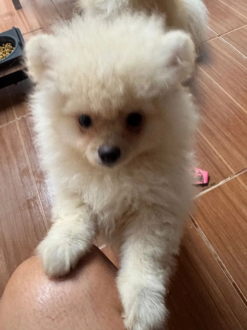 Spitz Alemão macho  - Foto 4