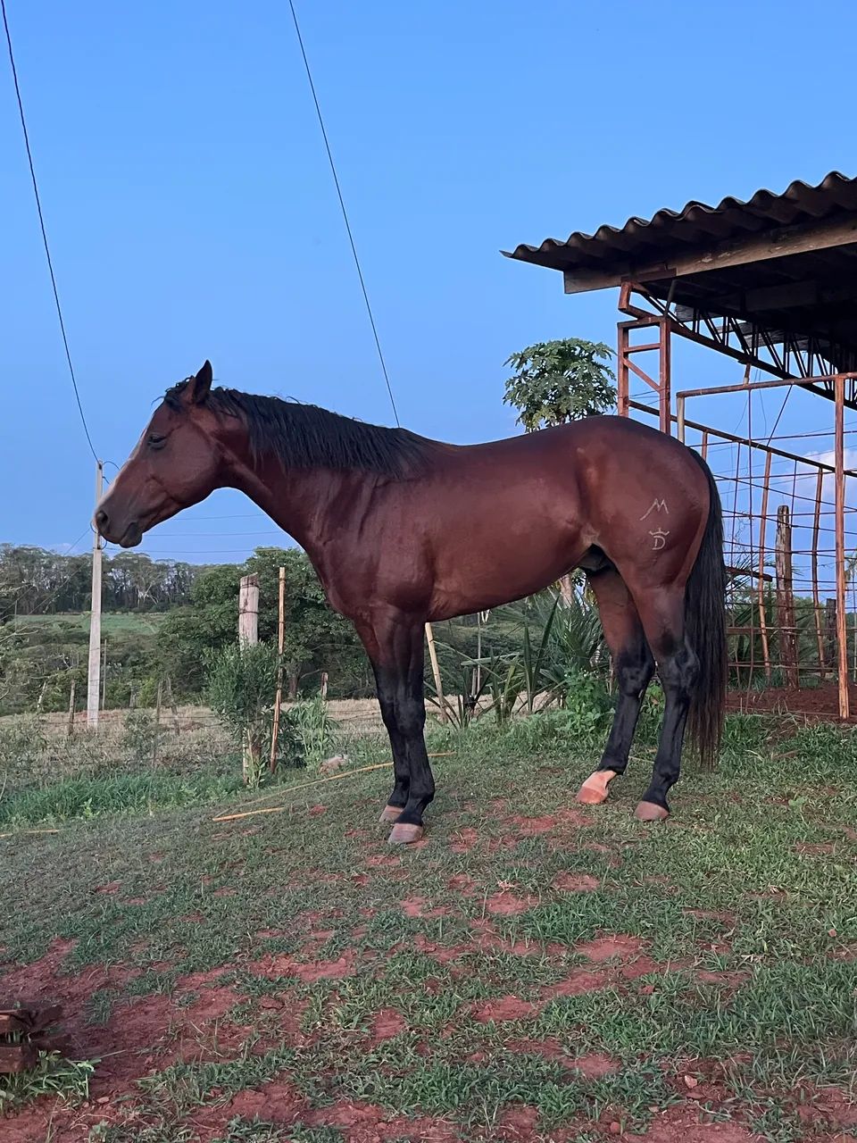 Cavalo puro po registrado - Foto 3