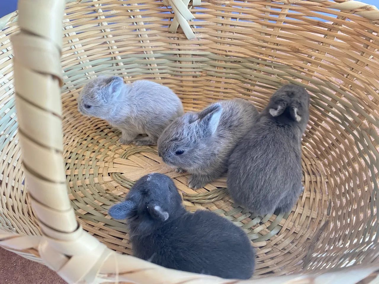 mini coelhos netherland Dwarf coelhos anão menor coelho do mundo