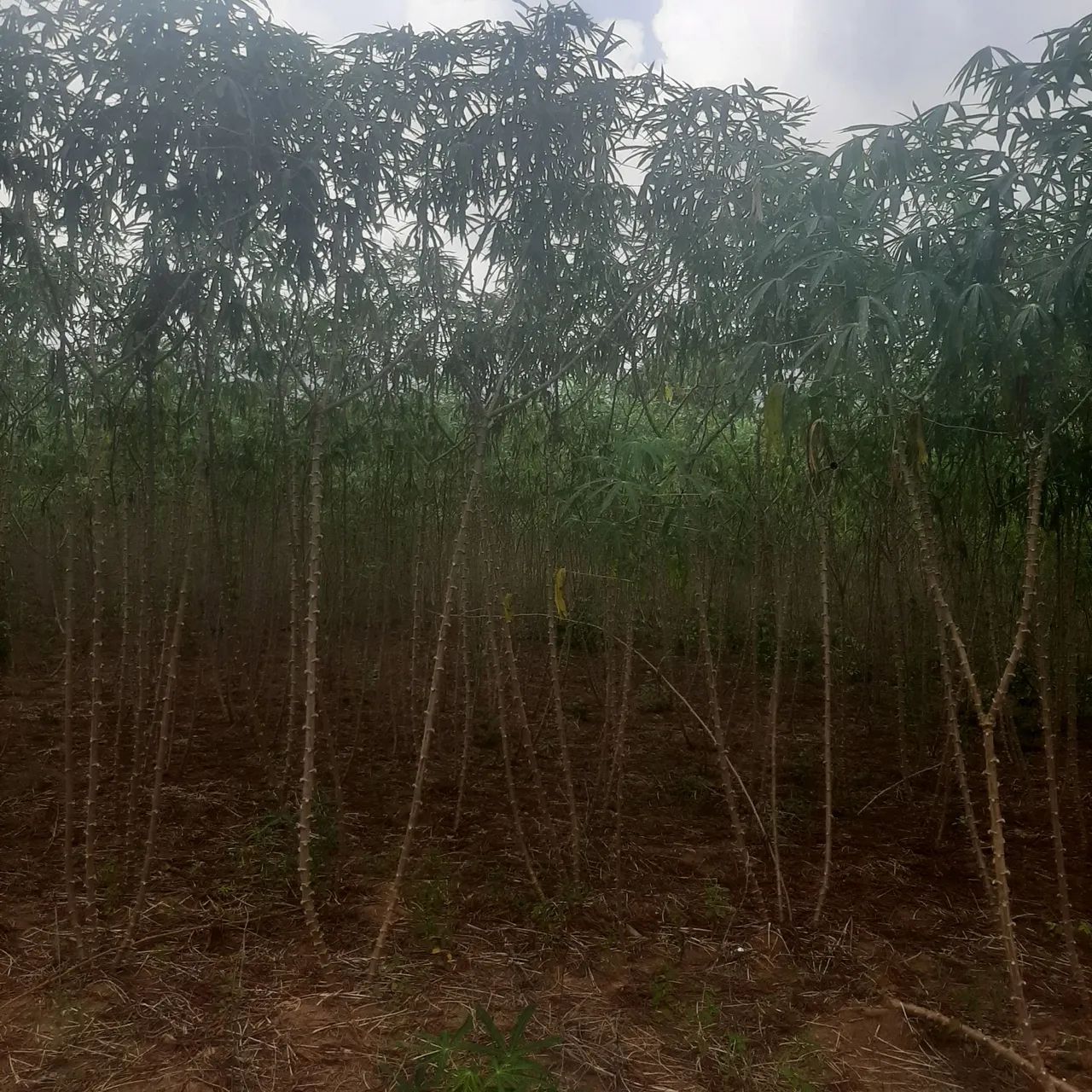 Macaxeira Manteiguinha  - Foto 2