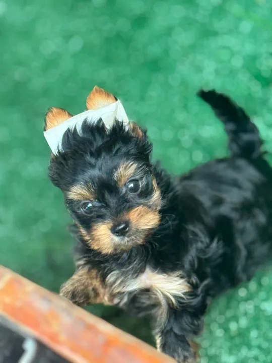 York macho micro com pedigree
