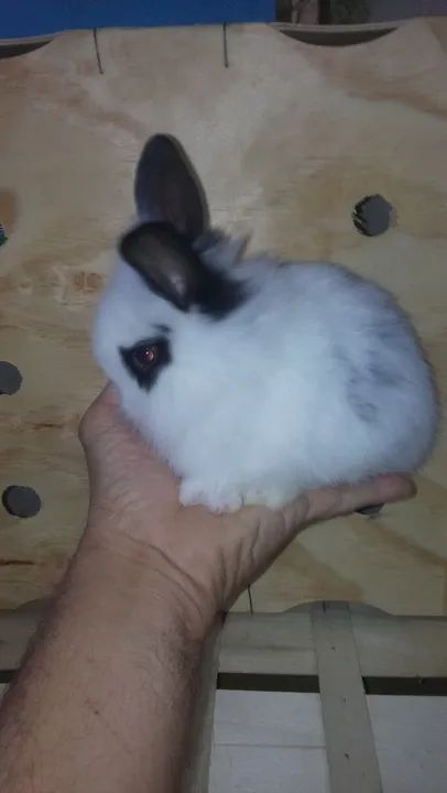 Mini Coelhinho - Foto 6