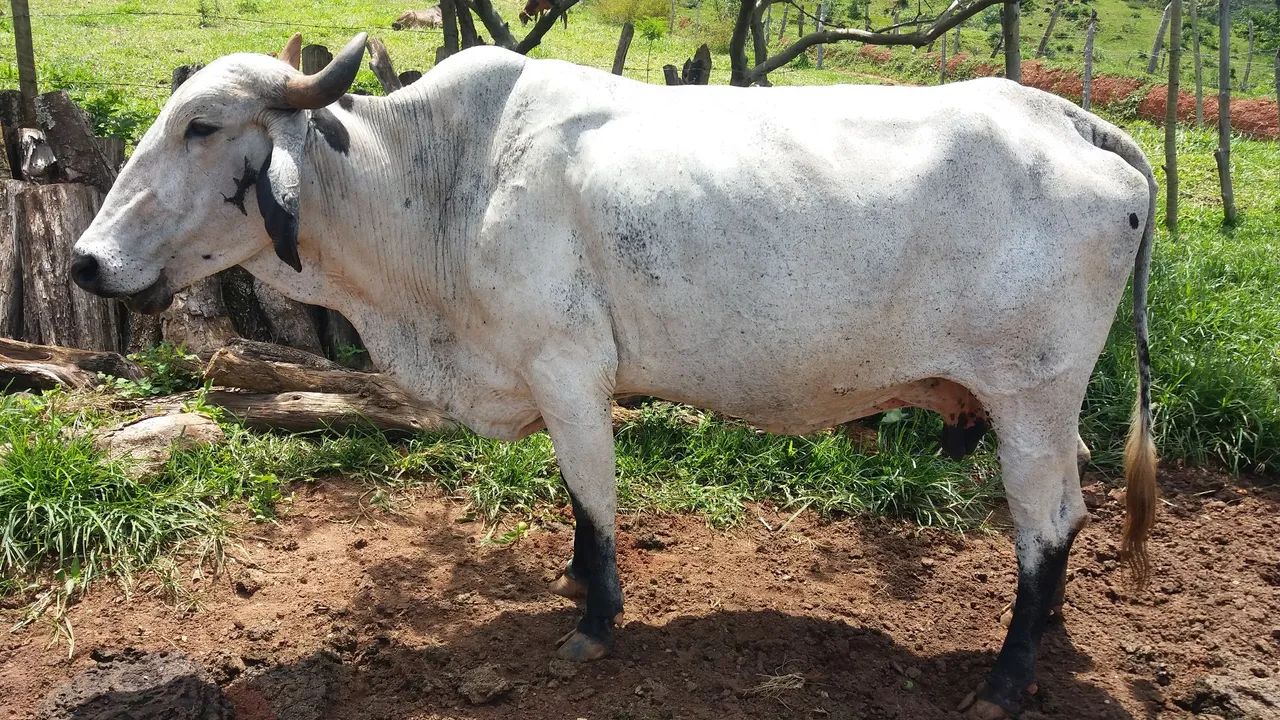 Gado de leite Gir e Girolando - Foto 4