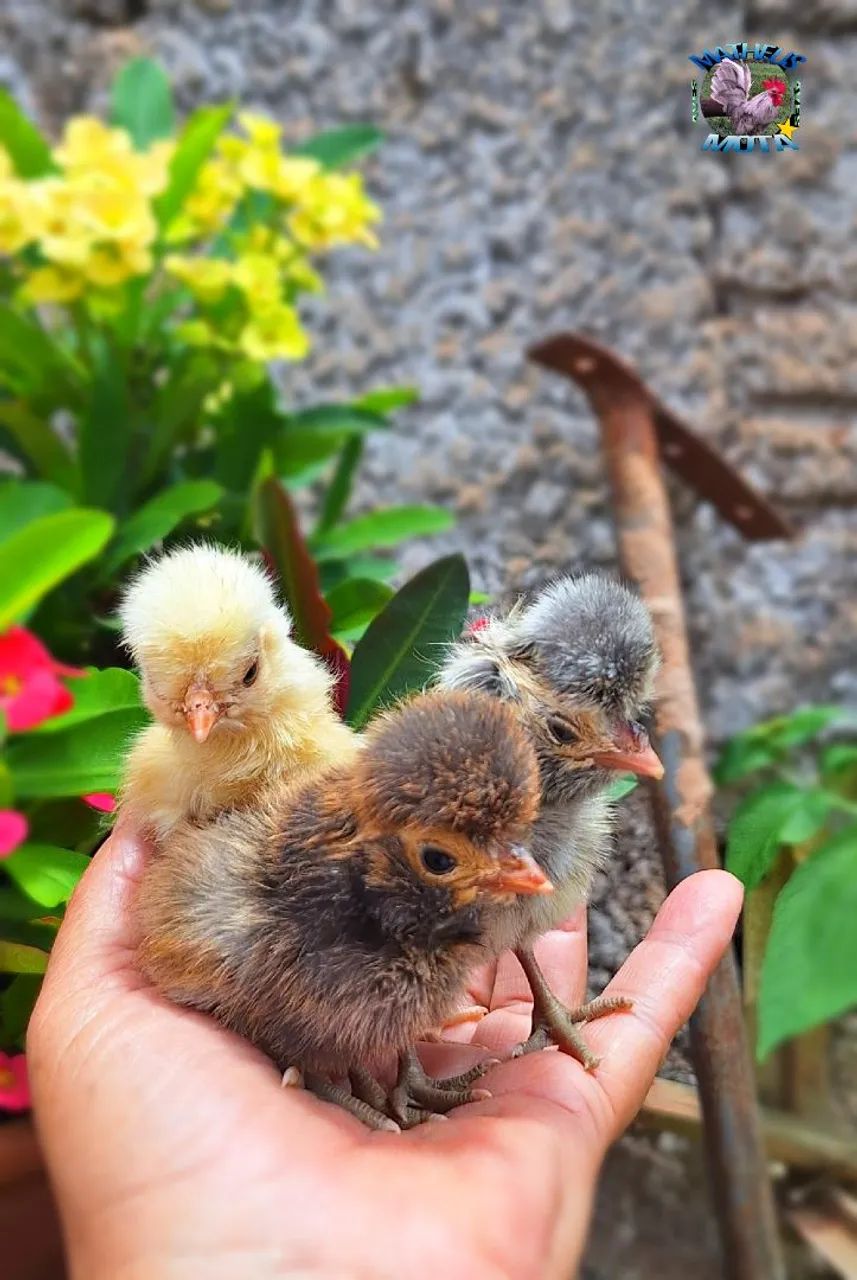 Pintinhos Galinha Polonesa 