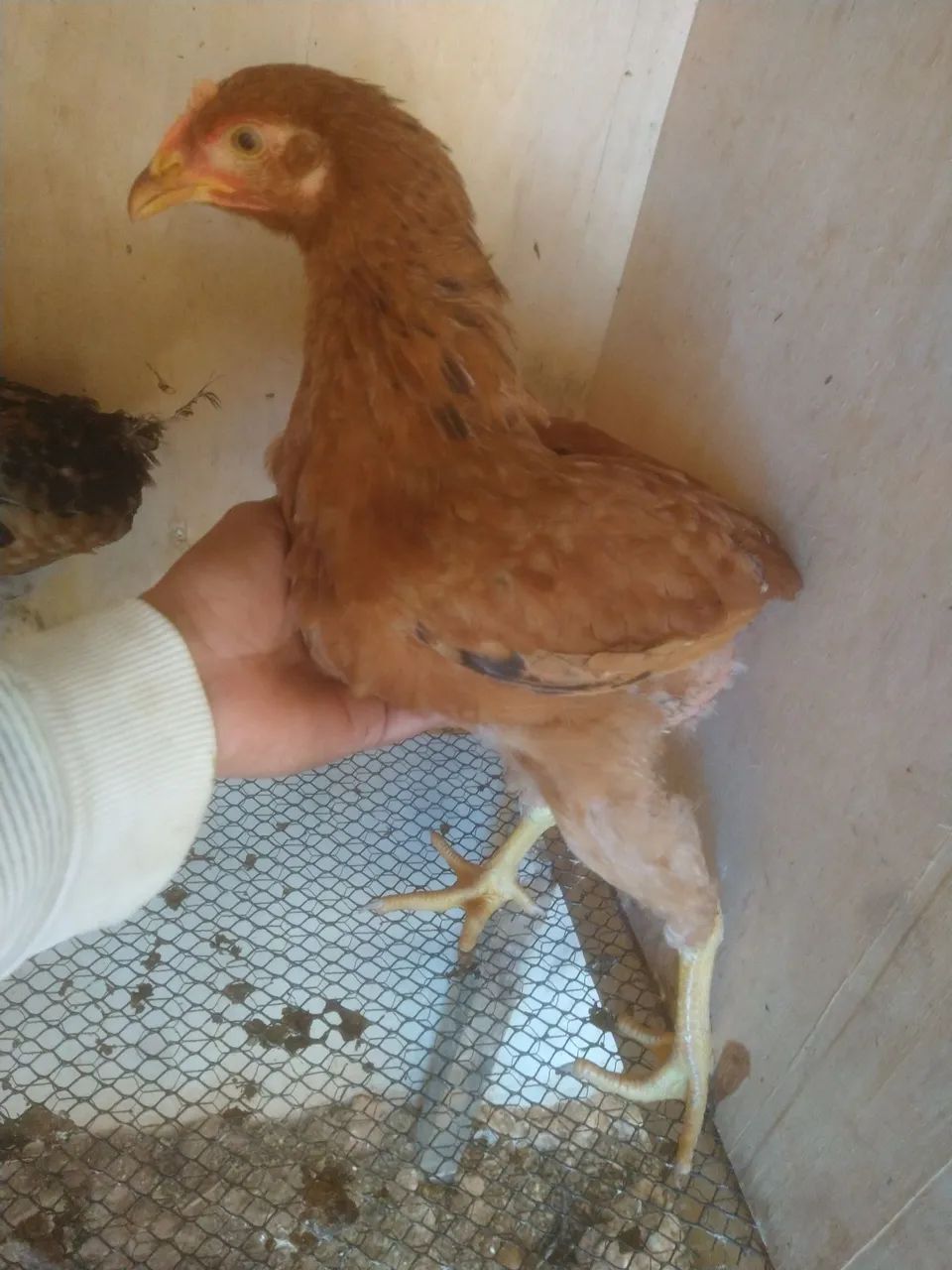 Frango de porta muito forte.