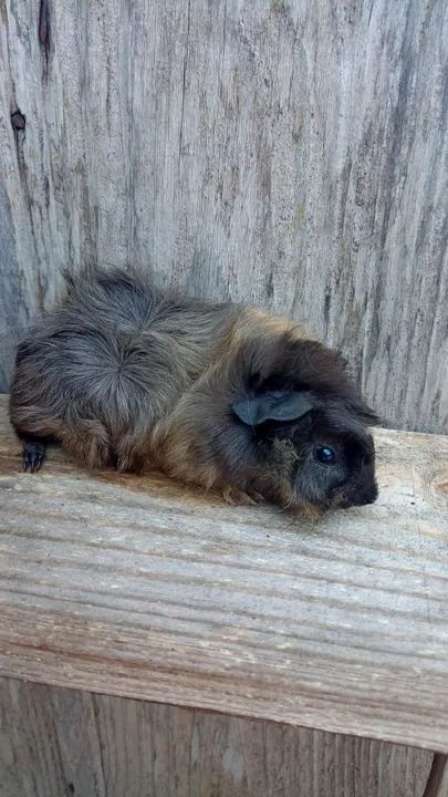 Porquinho da índia peruano  - Foto 3