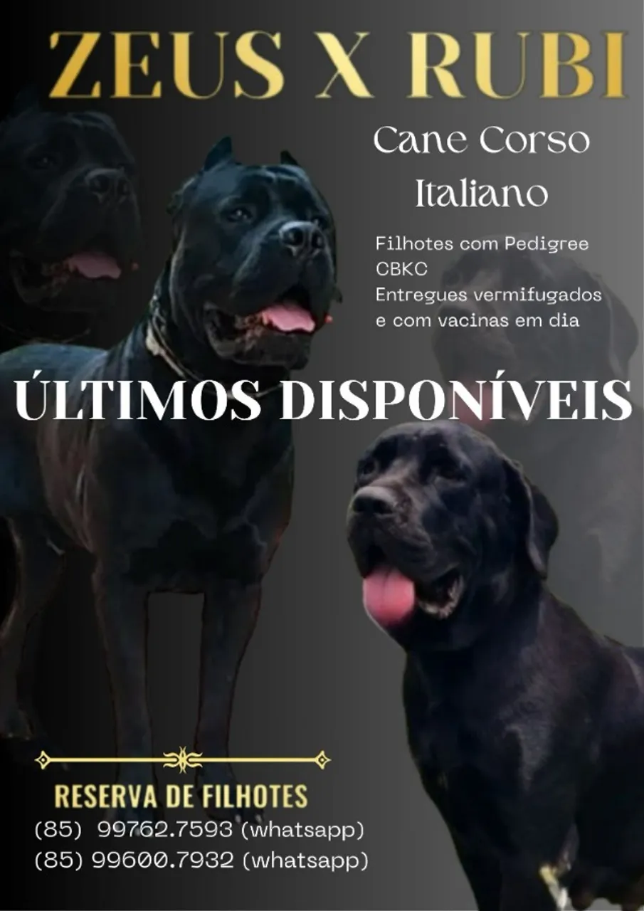 Filhotes de Cane Corso - com pedigree