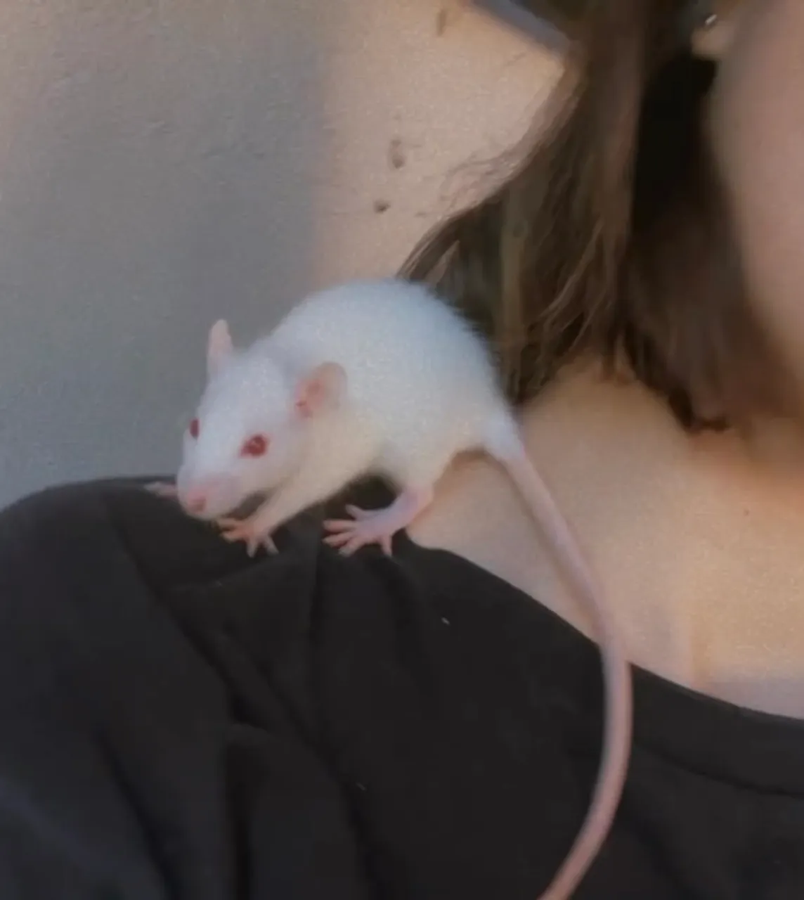 Rato twister -roedor pet