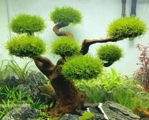 Musgo de Java Premium Lowtech