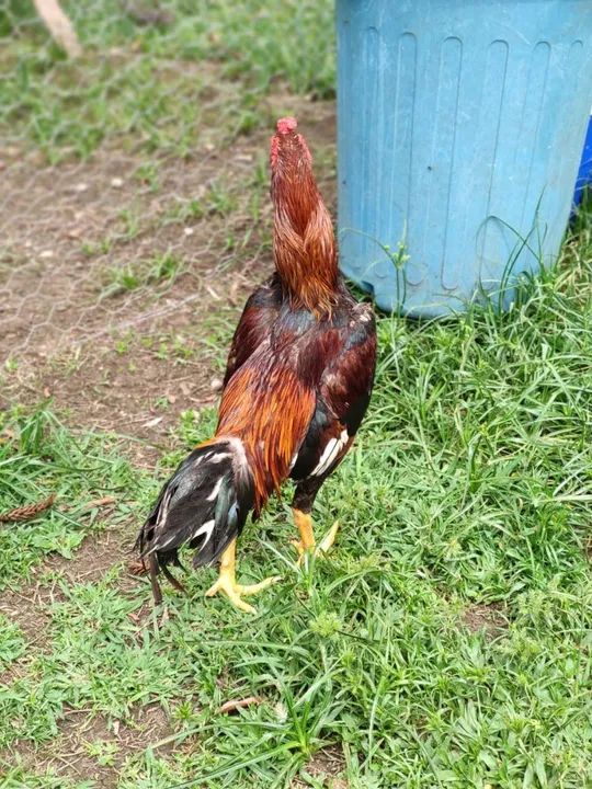 Galo adulto saudável - Foto 2