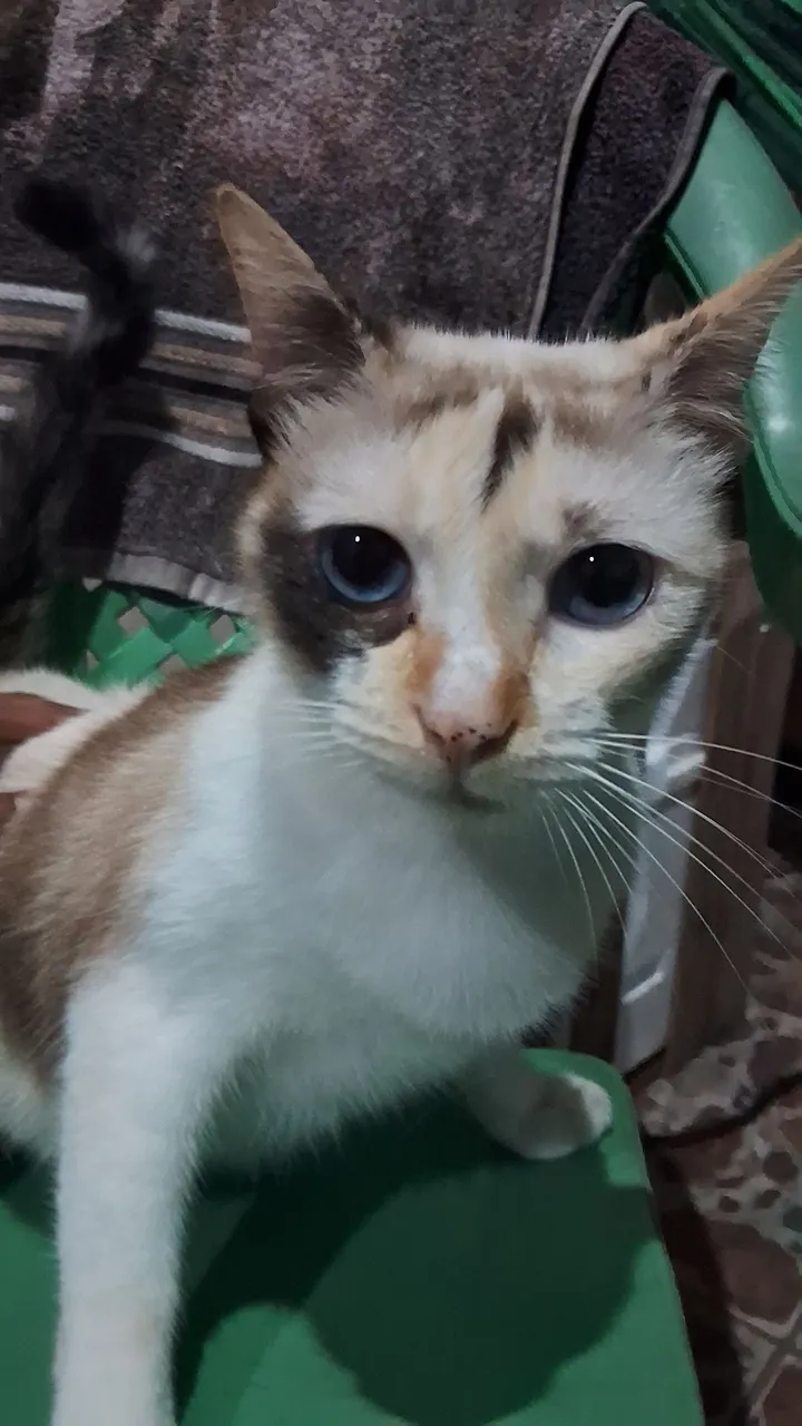 Gato de olho azuis