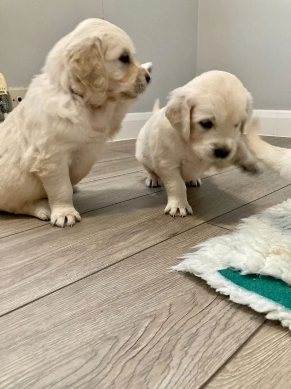 Golden retriever / vai levar alegria para o seu lar