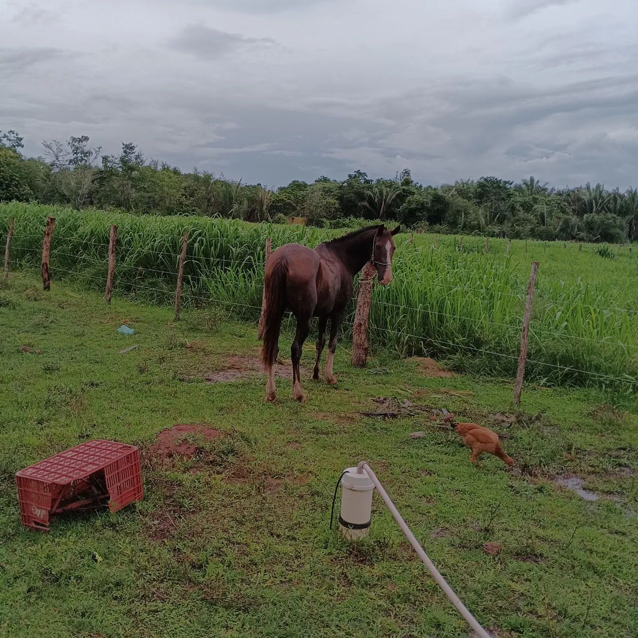 Vendo cavalo ou troco por algo do interesse , iPhone etc.