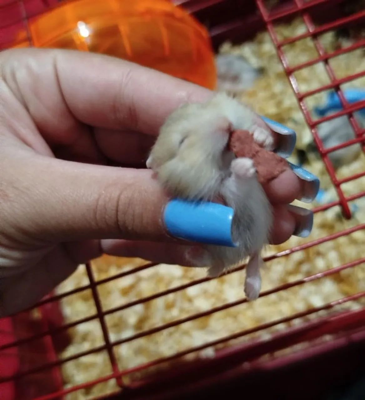 10 HAMSTER ANÃO RUSSO (revenda) - Foto 6