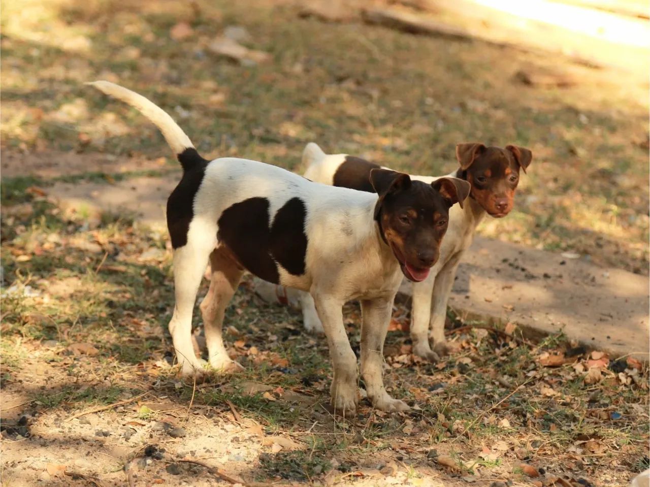 Fox Terrier Brasileiro Brazilian Terrier Puppies Brazilian Terrier