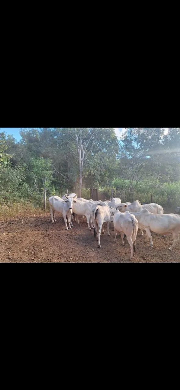 Vende-se Gado Nelore - Foto 4