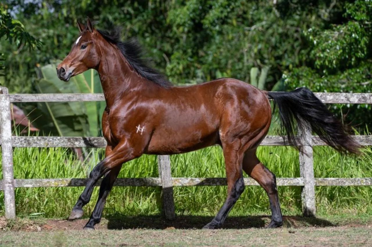 Potro Quarto de Milha - Puro Sangue - Foto 3