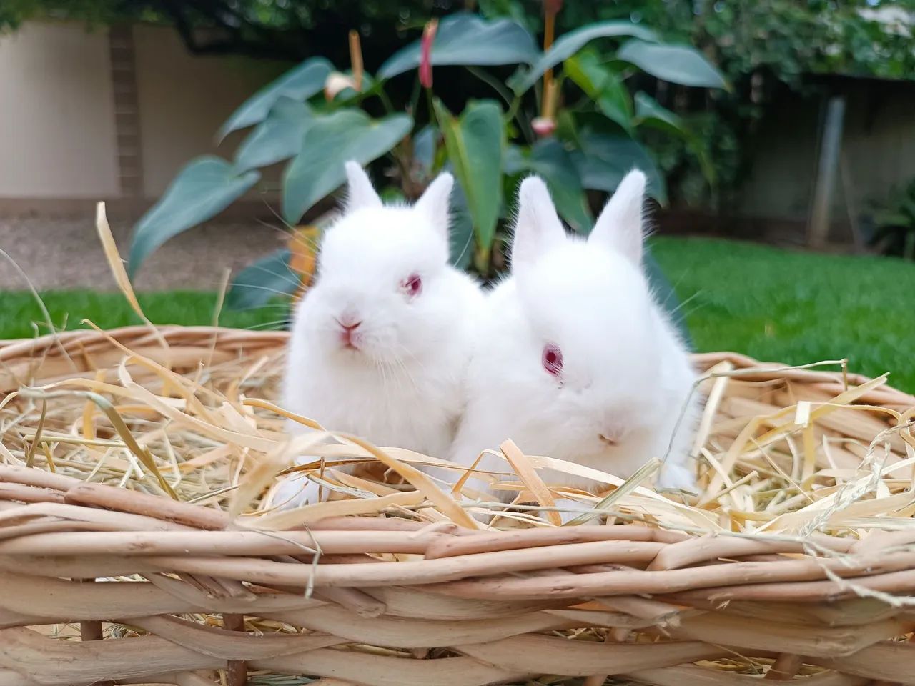 Coelhas filhotes anão Netherland  - Foto 2