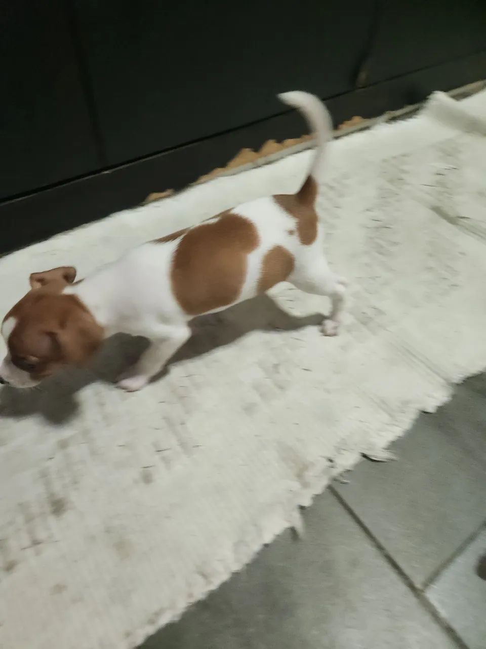 Pinscher de cor rara, branco com caramelo  - Foto 3