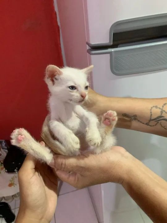 Gatinho branco lindo e dócil para adoção - Foto 2