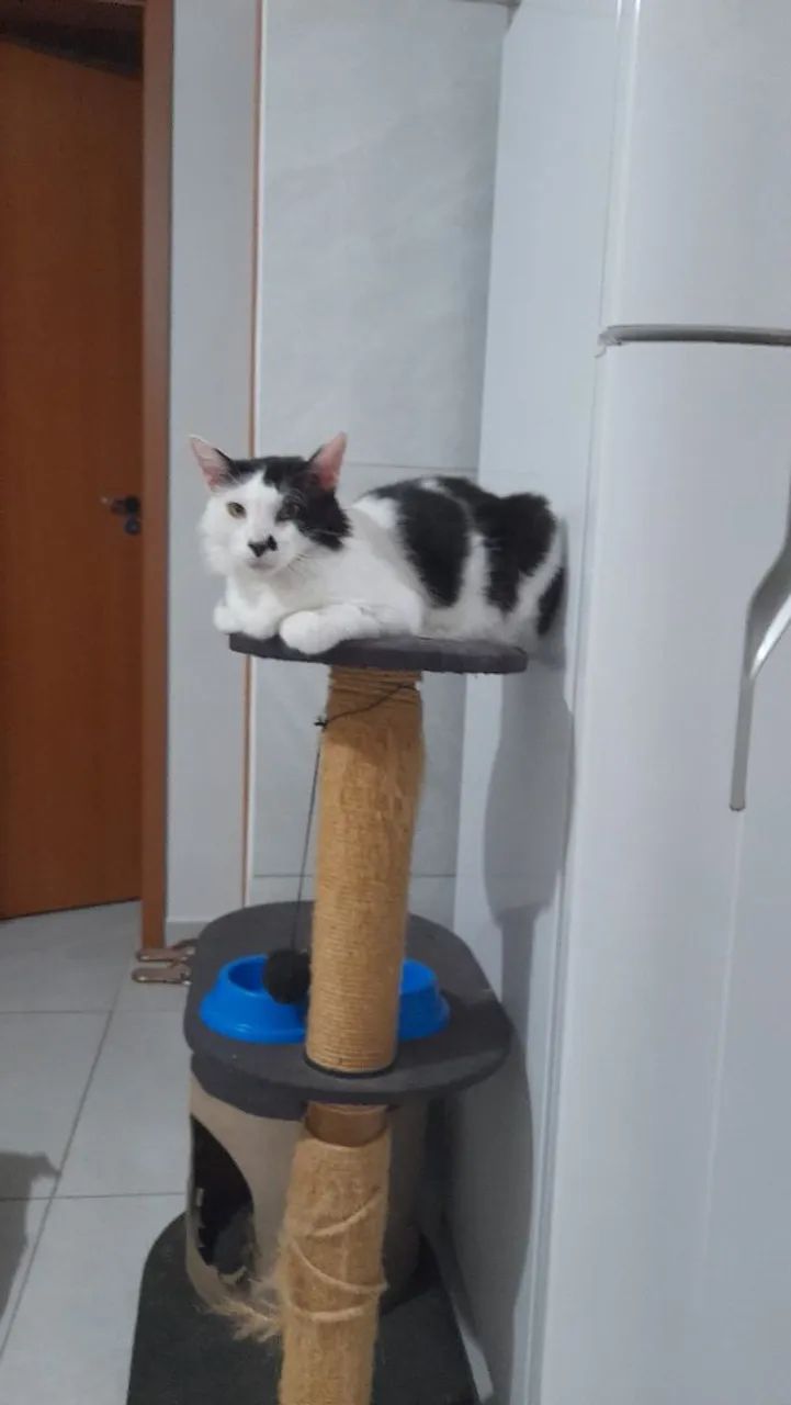 Gatinho lindo e brincalhão para adoção