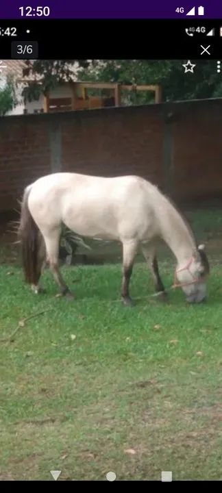 Égua baía  - Foto 3