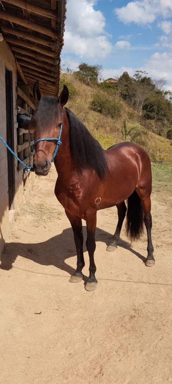 Garanhão Mangalarga Marchador  - Foto 6