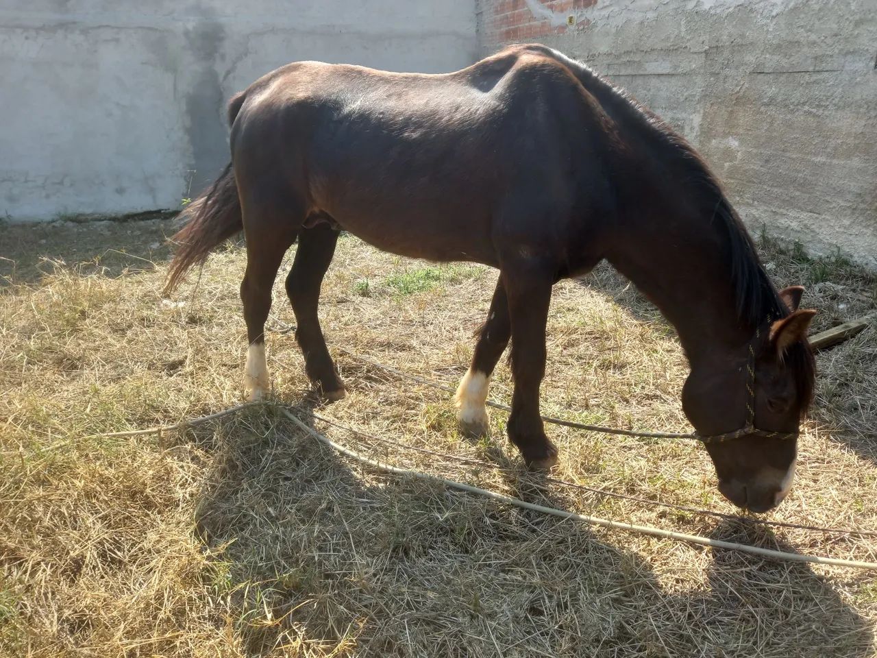 Criolo inteiro 1000 - Foto 2