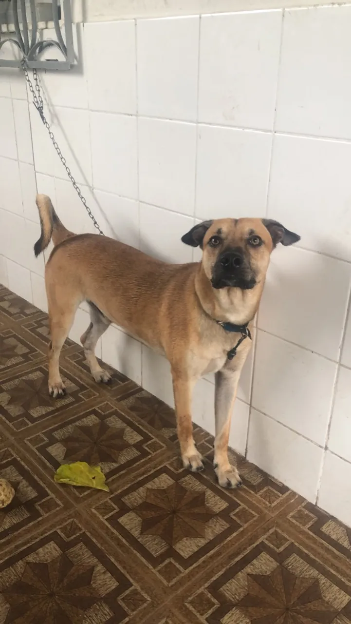 Cão para Adoção - Porte Médio