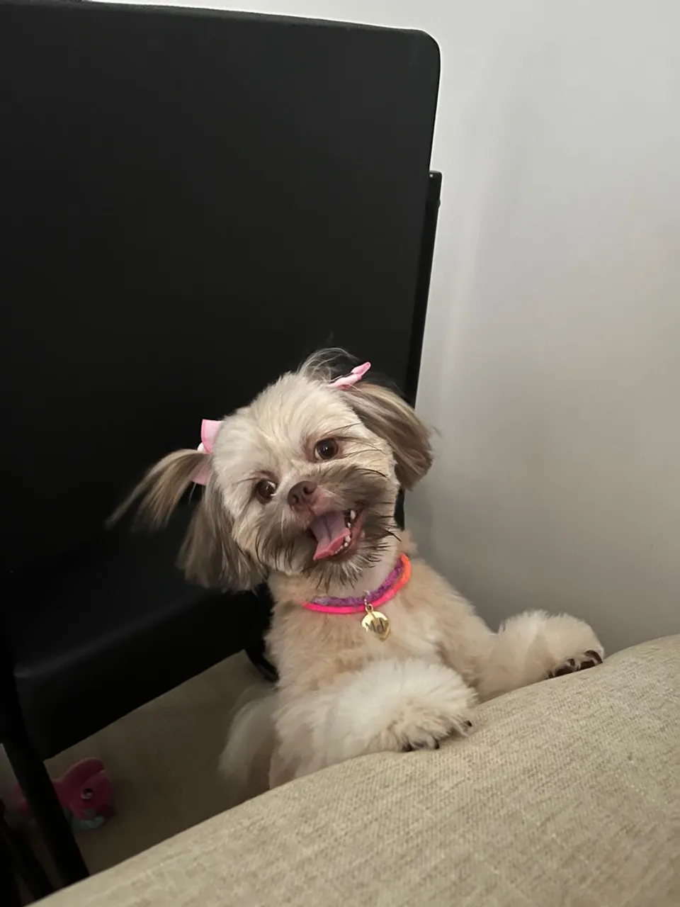 Shih Tzu filhote fêmea, linda e charmosa!