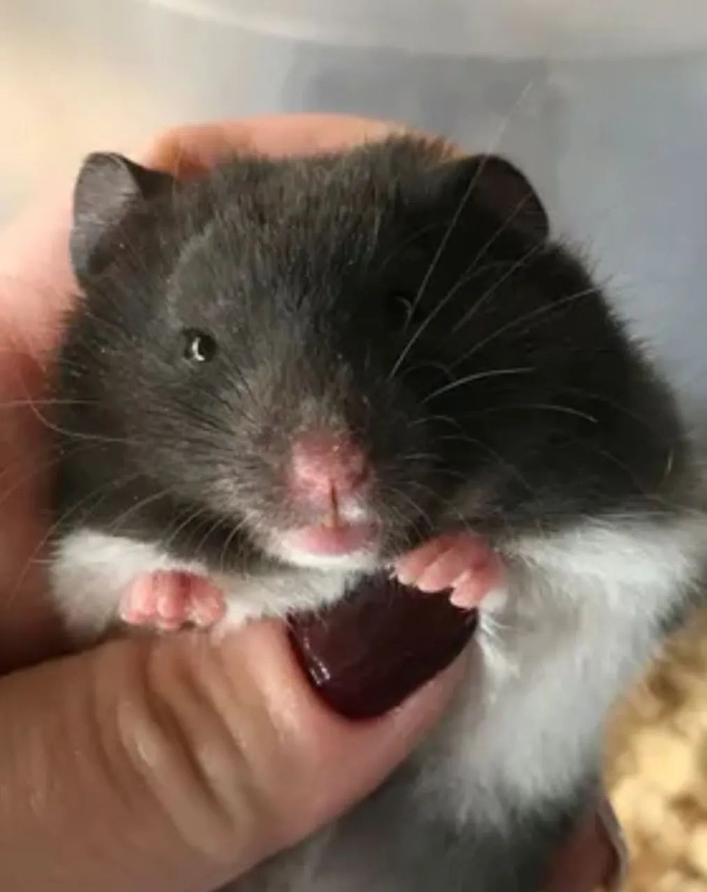 Hamster sírio para pet