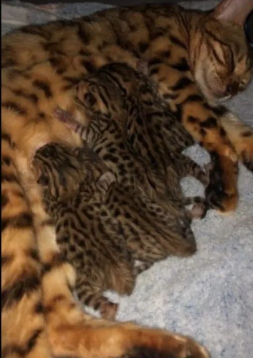 Gato Bengal filhote - Foto 2