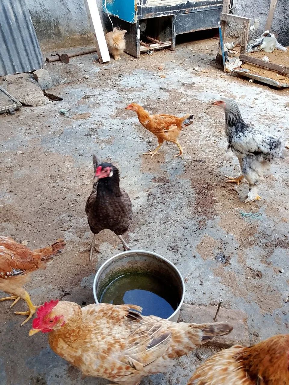 Galinhas  frangas pra vender tudo tem 15 ao todo tem 4 Brahma legítimo pra vender tudo 300 - Foto 2