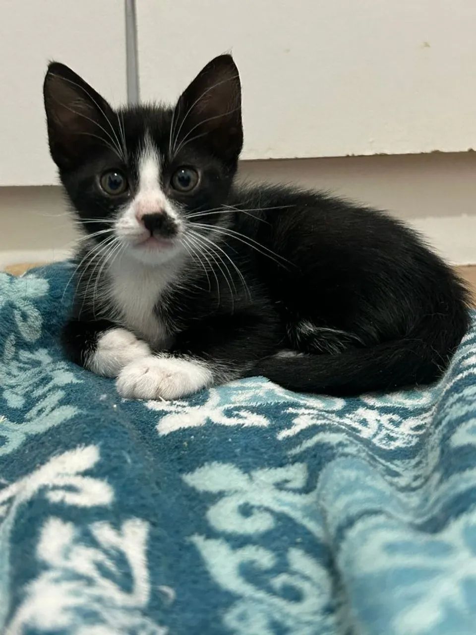 ADOÇÃO RESPONSÁVEL - CANOAS/RS - Foto 5