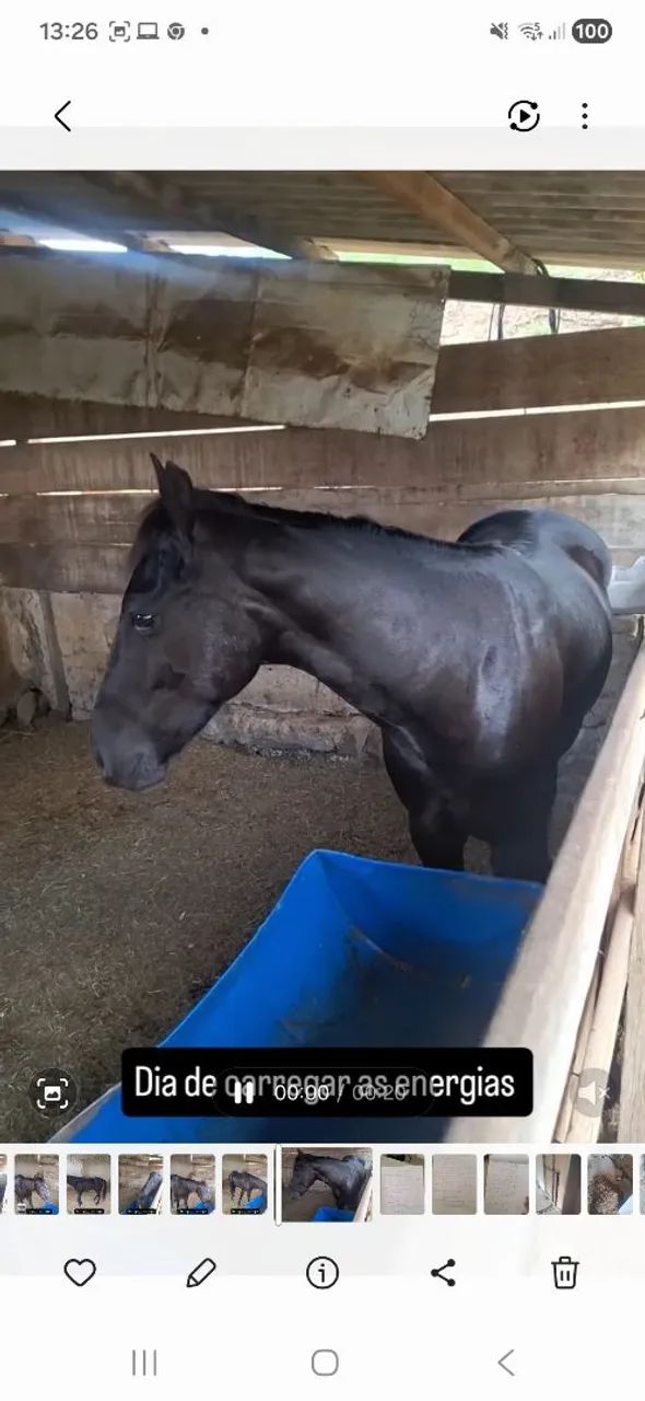 Cavalos ? quarto de milha   - Foto 4