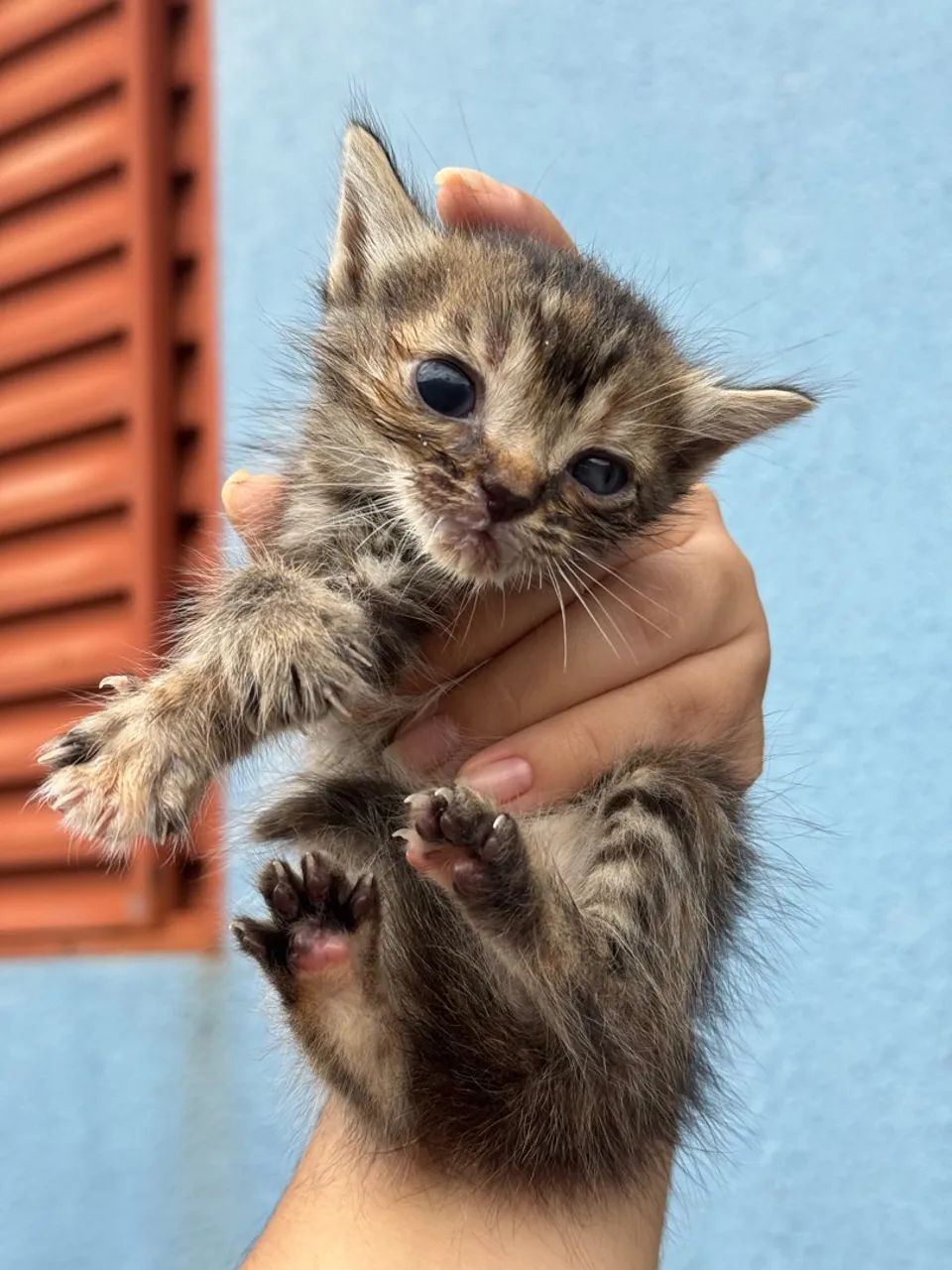 Gatos doação  - Foto 2