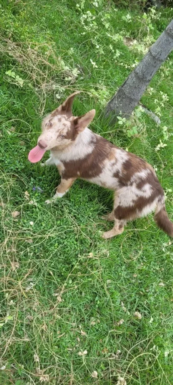 Filhote Border Collie Merlê