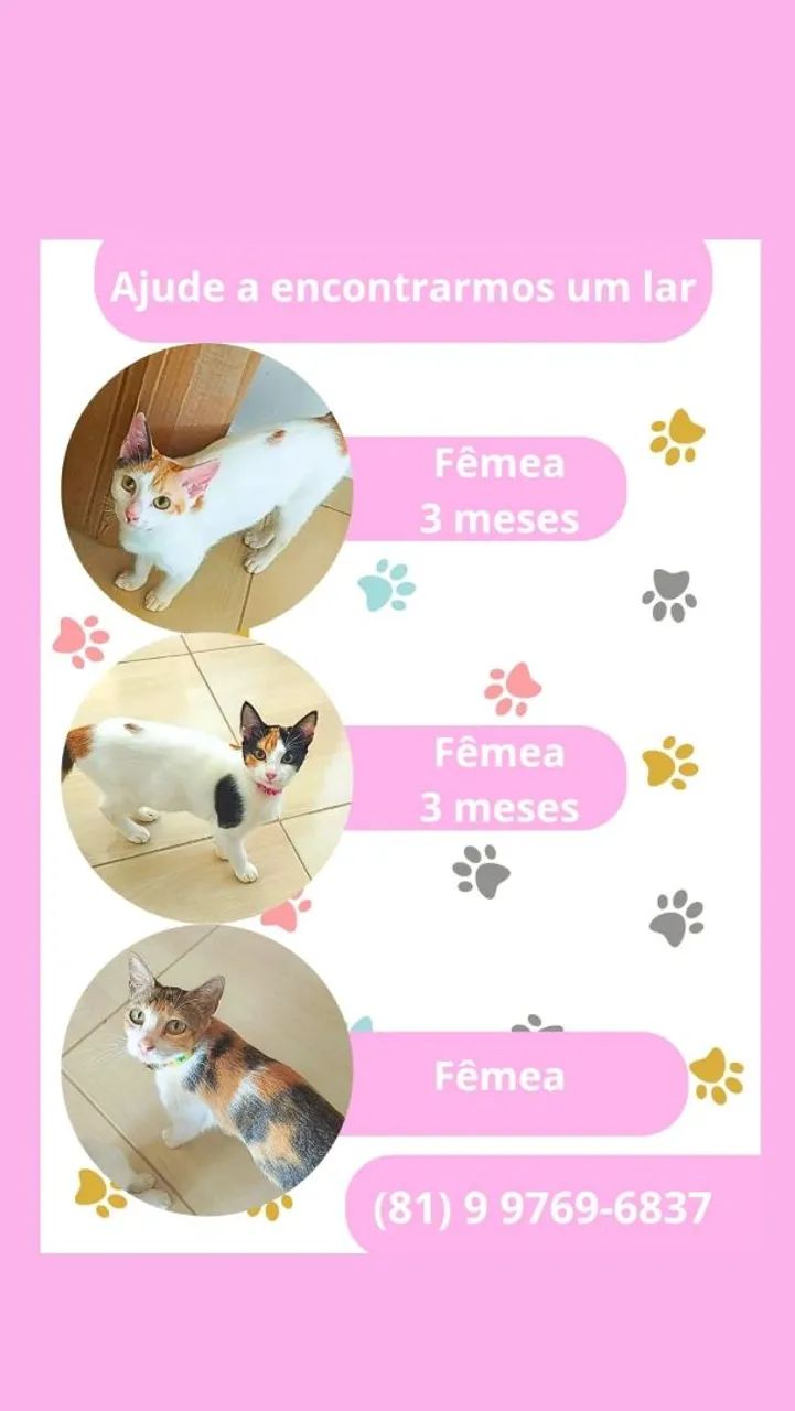 Gatinhas para Adoção