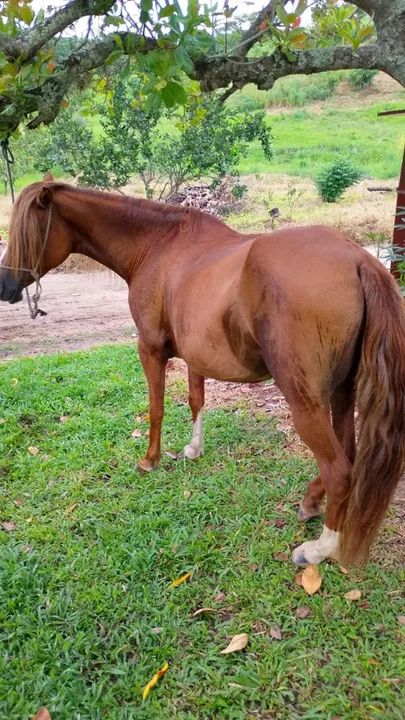 Linda égua castanha  - Foto 4