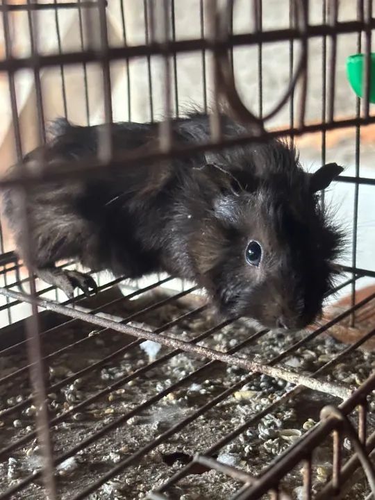 Porquinhos Da Índia Macho - Foto 2