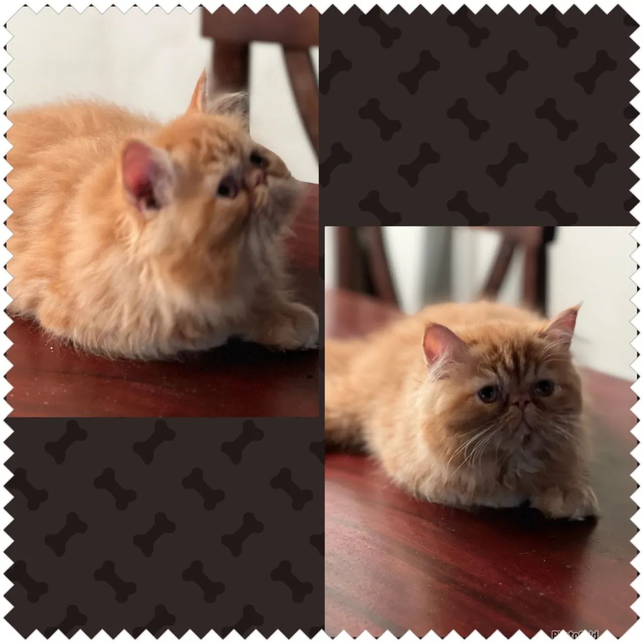  Gatinhos Persas Lindos  - Foto 5