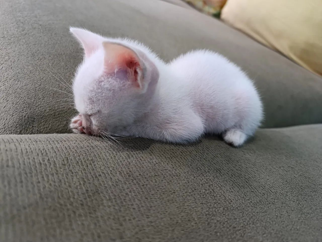 Três gatinhos fofinhos para adoção - Foto 2