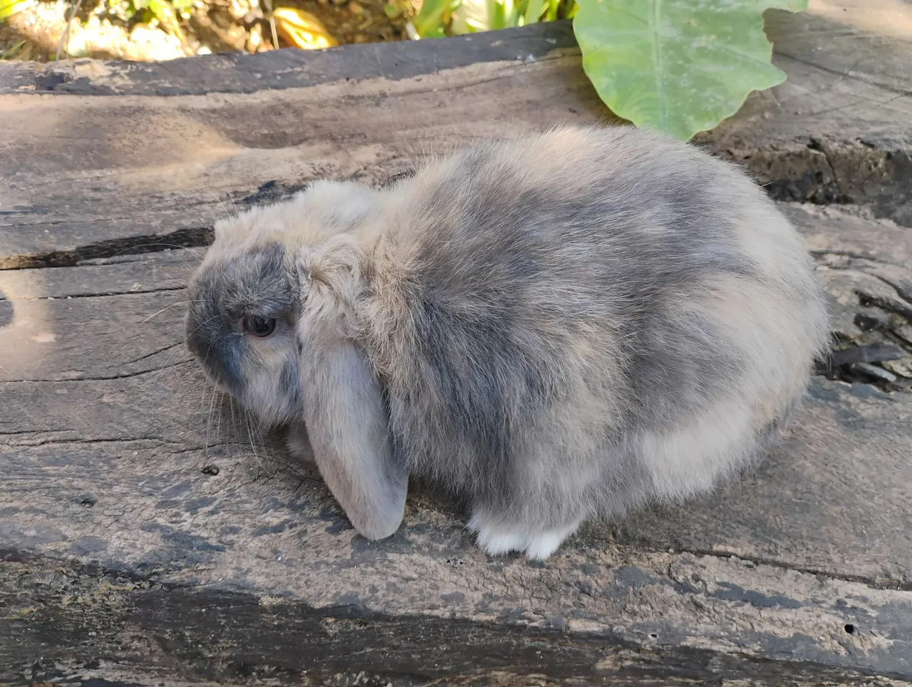 Mini lop linhagem Uruguaia