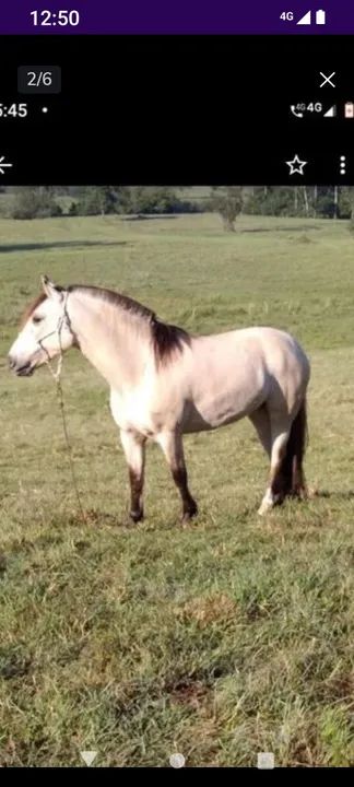 Égua baía  - Foto 2