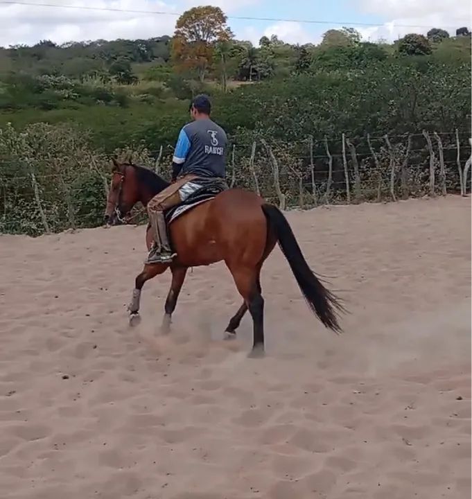 Potro Quarto de Milha - Puro Sangue - Foto 4