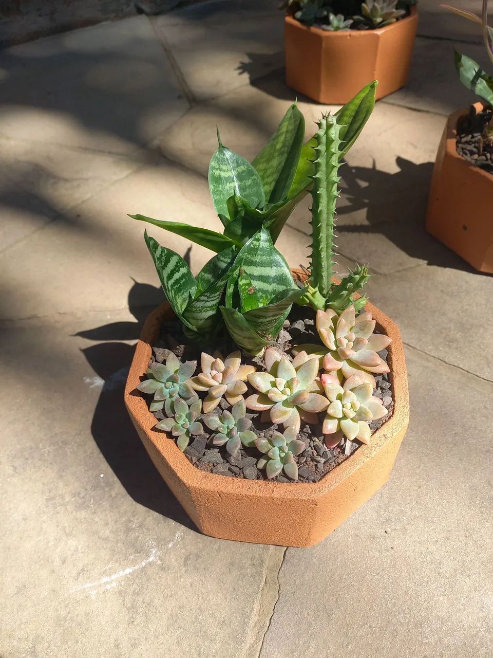 Suculentas no vaso (mini-espada-de-são Jorge, cactos, lambari roxo) - Foto 2