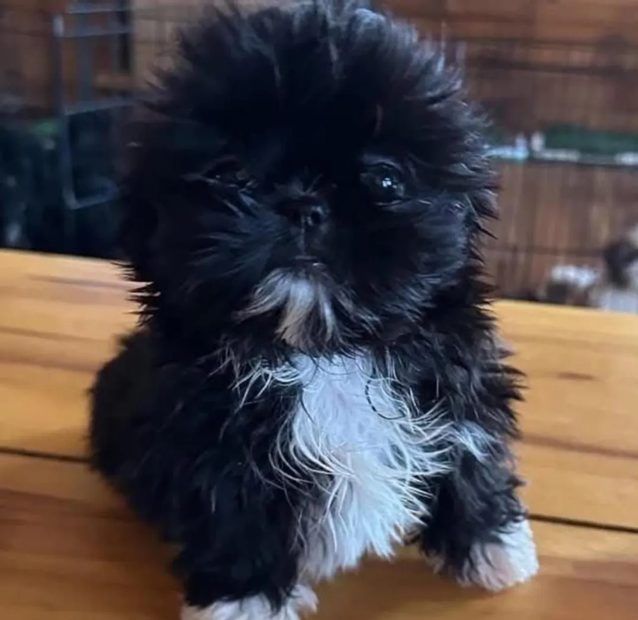 Filhote Shih Tzu Macho - Peludo e Charmoso!